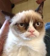 Создать мем: grumpy cat, самый недовольный кот, недовольный кот