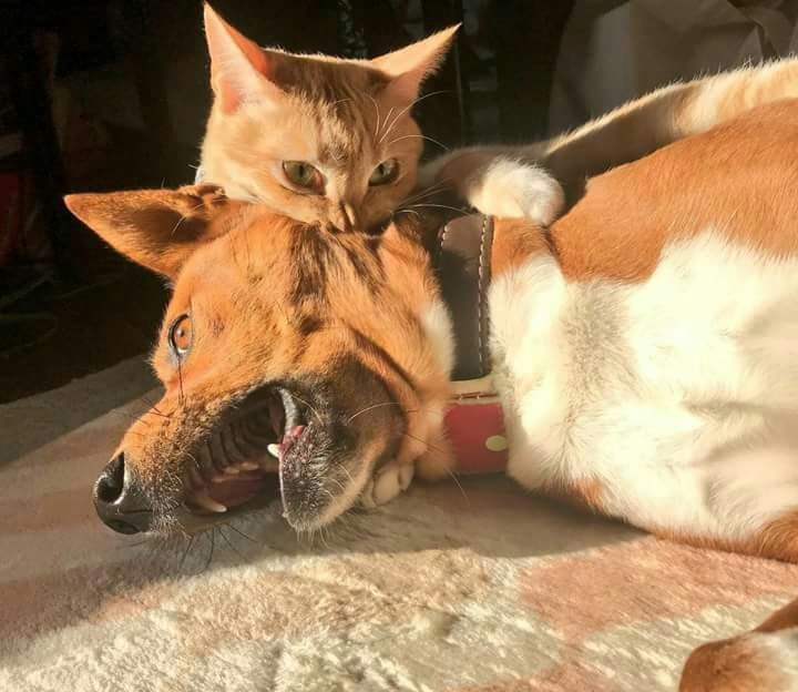 Создать мем: кошки против собак, кот кусает собаку, кот собака