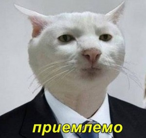 Создать мем: мемы, котики, кошка