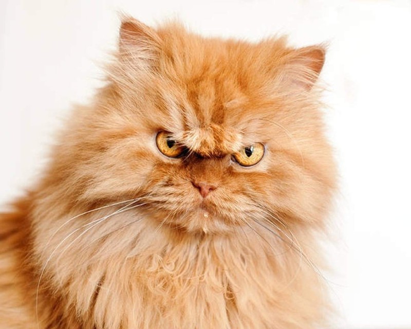 Создать мем: злой рыжий кот, персидский кот, злобный кот