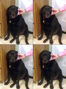 Create meme: Labrador Retriever , Labrador dog, Labrador black