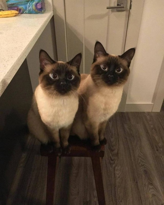 Создать мем: сиамский и тайский кот, сиамский близнец кот, сиам кошка сиамская