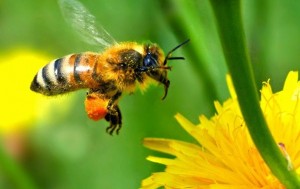 Create meme: honeybees, bee