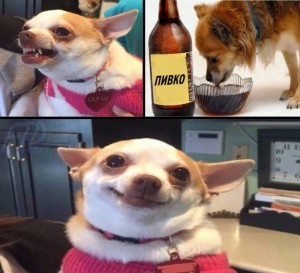Создать мем: голодный поел мем с собакой, собака чихуахуа, чихуахуа улыбается