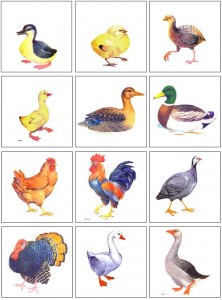 Create meme: goose goose goose, Pets are family, card animals