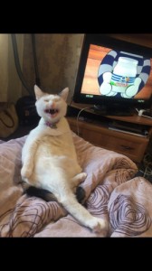 Create meme: cat, sexy cat, laughing