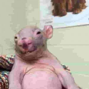 Create meme: Animal, funny rat, bald wombat