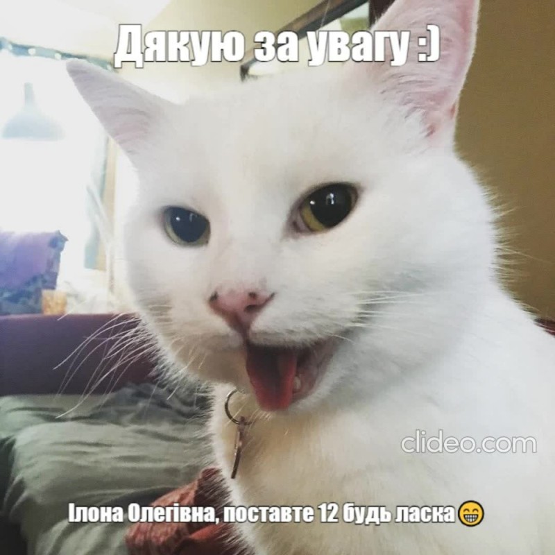Создать мем: котики, кошка мем, кот мем