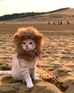 Создать мем: кот в костюме льва, маленький лев, львенок