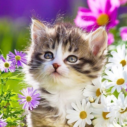 Создать мем: котик с цветочками, котенок в ромашках, котята на ромашковом поле