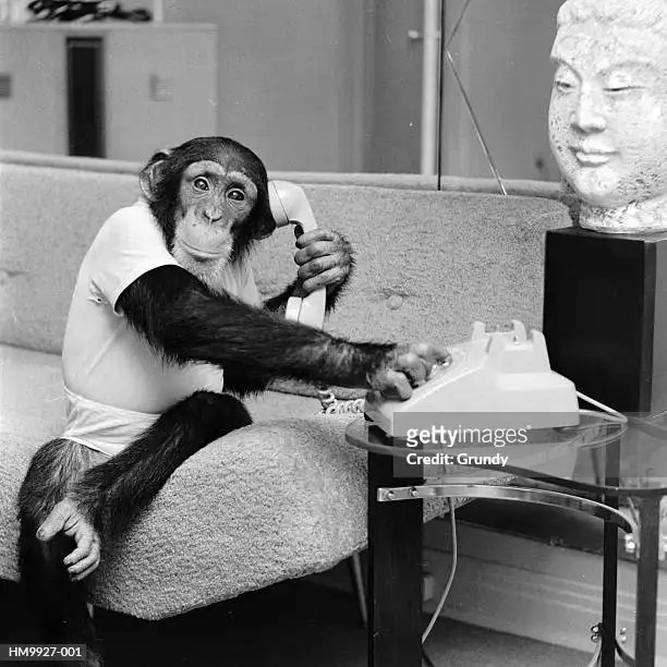 Создать мем: обезьяна, обезьянка с телефоном, шимпанзе с газетой