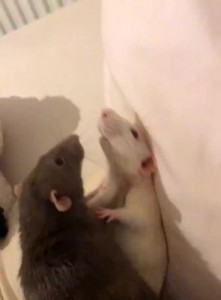 Create meme: Yes, I'm a rat, two rats, I am a rat yes I am a rat