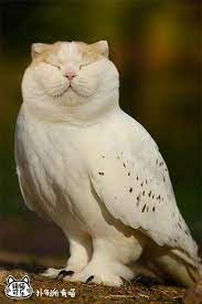 Create meme: owl is an animal, feathered cat, owl owl