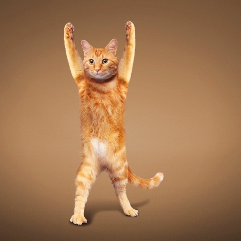 Create meme: the dancing cat, yoga cat, The yogi cat