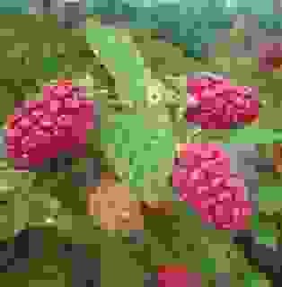 Create meme: hydrangea treelike, raspberry repair ruby necklace, hydrangea selina large - leaved