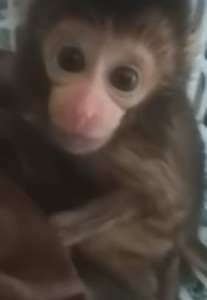 Создать мем: маришка мартышка, маленькие обезьянки, лицо маленькой обезьянки