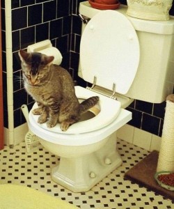 Create meme: the cat on the toilet