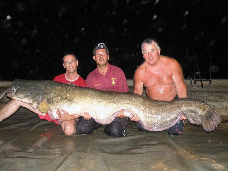 Create meme: big catfish, man-eating catfish on the don 1996, the biggest catfish caught