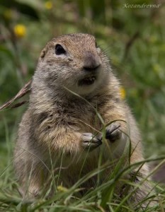 Create meme: rodents, marmot, gopher animal