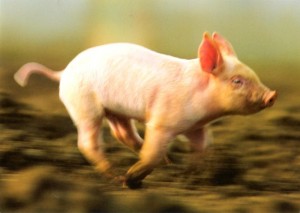 Создать мем: свинья бежит, поросенок бежит, карликовая свинья
