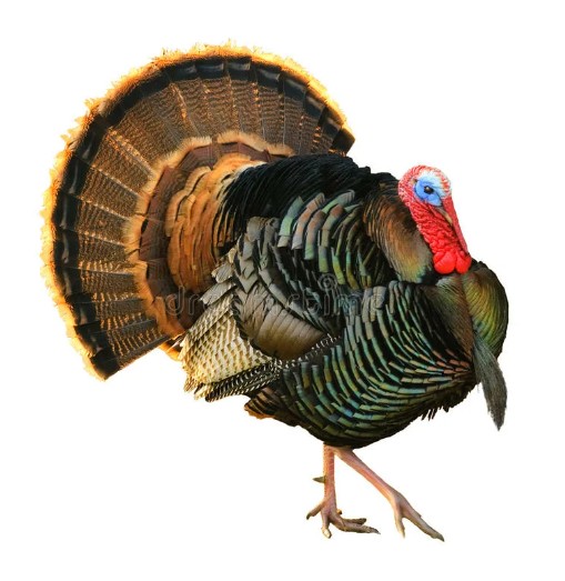 Создать мем: pavo pavo, птица индюк, turkey hunting