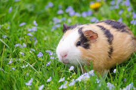 Create meme: homemade Guinea pig, Guinea pig