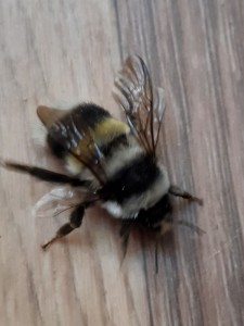 Create meme: bumblebee bites, Central Russian bee photo, bumblebee Modestus