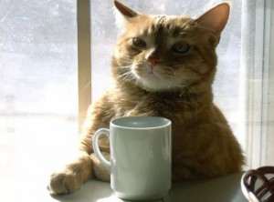 Создать мем: утро кофе, кот утром, утро кот