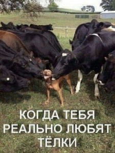 Create meme: funny cow, farm animals, cow