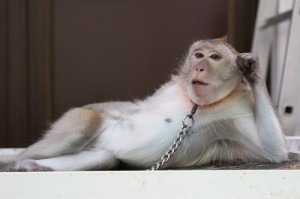 Создать мем: обезьяна прихватила и остался кровоподтек, обезьяна накрашенная картинка, monkey clitris