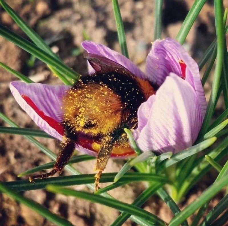 Create meme: bumblebee in flower, bumblebee bee, bumblebee belozhopik