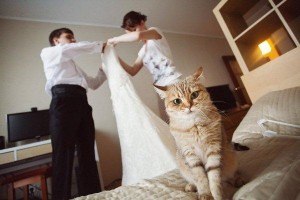 Создать мем: на свадьбу, свадебная фотосессия с котом, кошка невеста фото