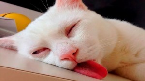 Создать мем: спящий котик, спящий кот, смешной спящий кот