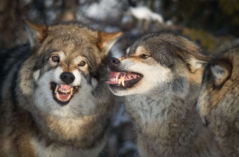 Create meme: wolfsbane grin, wolf furious , grinning wolf