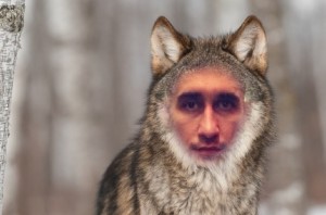 Создать мем: волк волк, gray wolf, волк взгляд