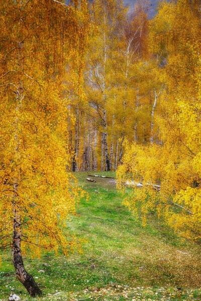 Create meme: autumn autumn, early autumn, birch in autumn