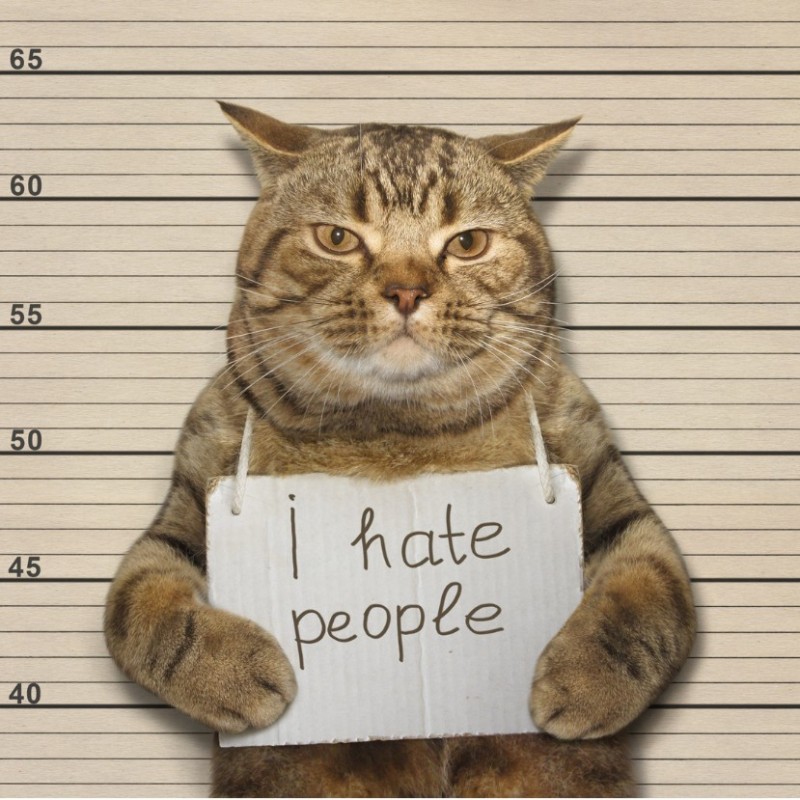 Создать мем: коты с табличками, кот уголовник, арестованный кот с табличкой