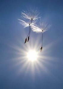 Create meme: the dandelion fluff