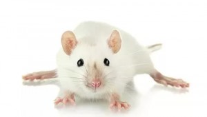 Create meme: rat little, rats, white rat