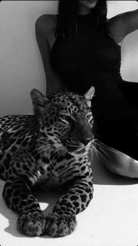 Create meme: leopard black and white, the far Eastern leopard , The leopard is beautiful
