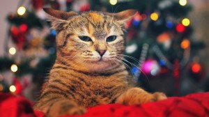 Create meme: funny cats, Christmas cat, cat new year