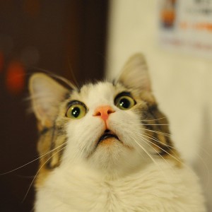 Create meme: a scared cat, the surprised cat, meme surprise cat