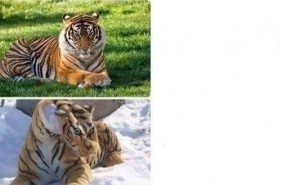 Создать мем: тигрица мем, помятый тигр, помятый тигр мем