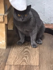 Создать мем: британская короткошёрстная кошка, кот серый, кот британец серый