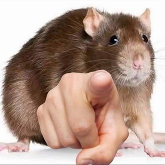 Create meme: decorative rat , rat mouse , rats 