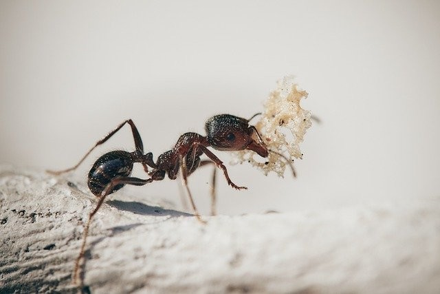 Создать мем: домашние муравьи, муравьи myrmica rubra, муравей крупным планом
