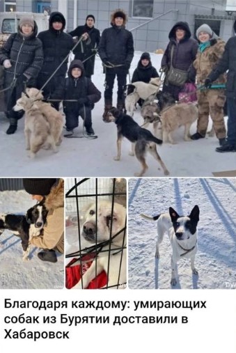 Создать мем: приют для животных, животные, бродячие собаки