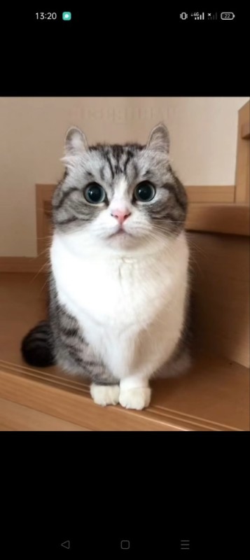 Create meme: cat , cute cats , mugimeshi the cat
