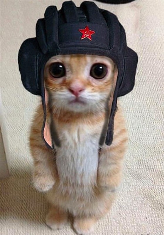 Создать мем: с 23 февраля котик, кот танкист, кот в военной форме