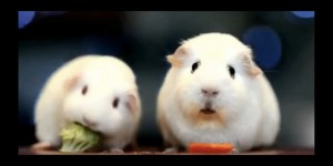 Create meme: guinea pig, Guinea pig yawns GIF, Guinea pig philosopher